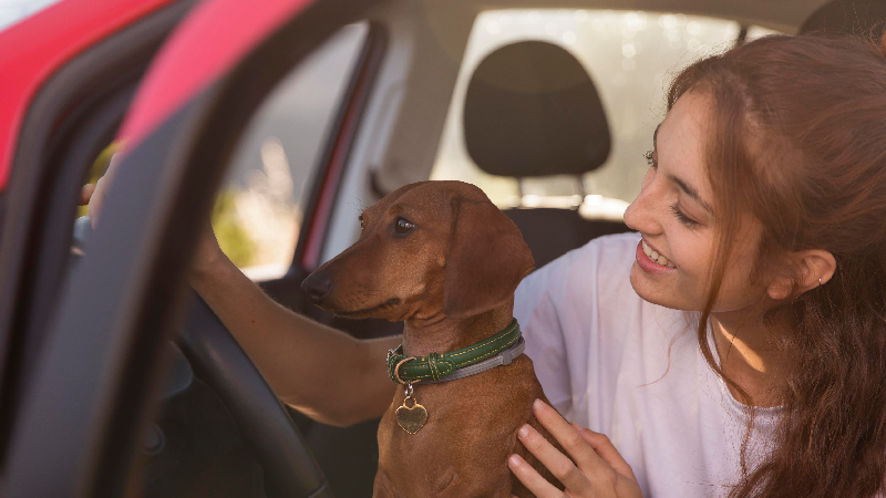 Hotel pet friendly na Savassi viaje com seu cão em BH