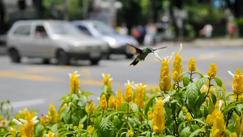 Play no verão descubra atividades para fazer nos dias de sol em Belo Horizonte